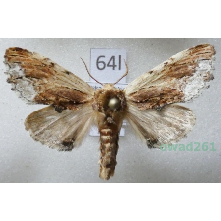 Ptilodon cucullina (Denis & Schiffermüller, 1775) Poland64l